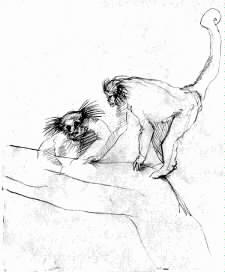 Lemur Drawing